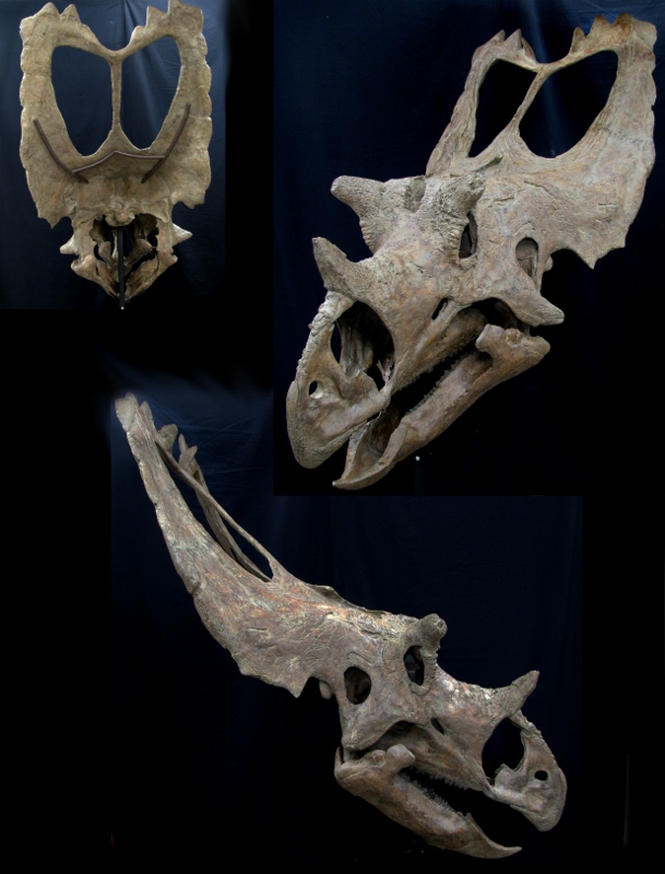 Utahceratops-609x800