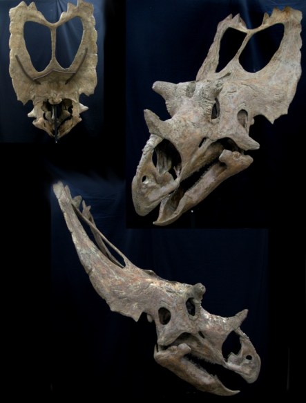 Utahceratops-609x800